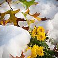 Early Snow