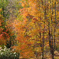 Autumn Tranquility 4