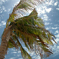 Palms Against the Sky - Mexico