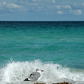 Seagull - South Beach Miami